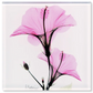 Pink Hibiscus - X-Ray Floral Art Coaster by Albert Koetsier - Mellow Monkey