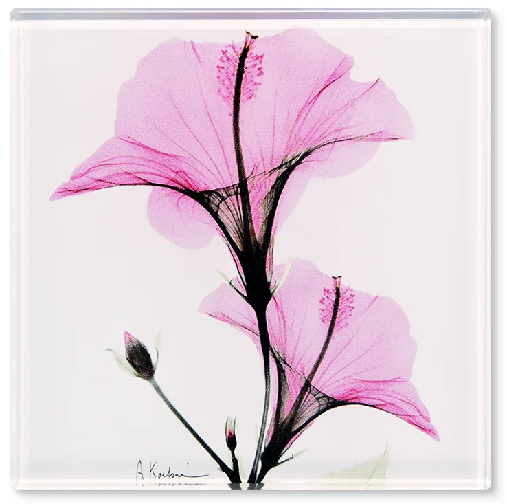 Pink Hibiscus - X-Ray Floral Art Coaster by Albert Koetsier - Mellow Monkey