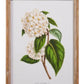 White Floral Framed Wall Art - 20" - Mellow Monkey