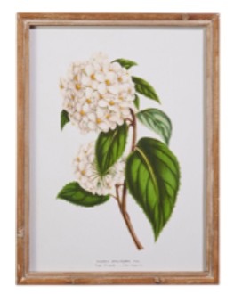 White Floral Framed Wall Art - 20" - Mellow Monkey