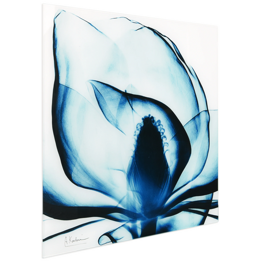 Blue Magnolia X-Ray - Radiographic Photography Artwork by Albert Koetsier - 24-in - Mellow Monkey