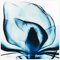 Blue Magnolia X-Ray - Radiographic Photography Artwork by Albert Koetsier - 24-in - Mellow Monkey