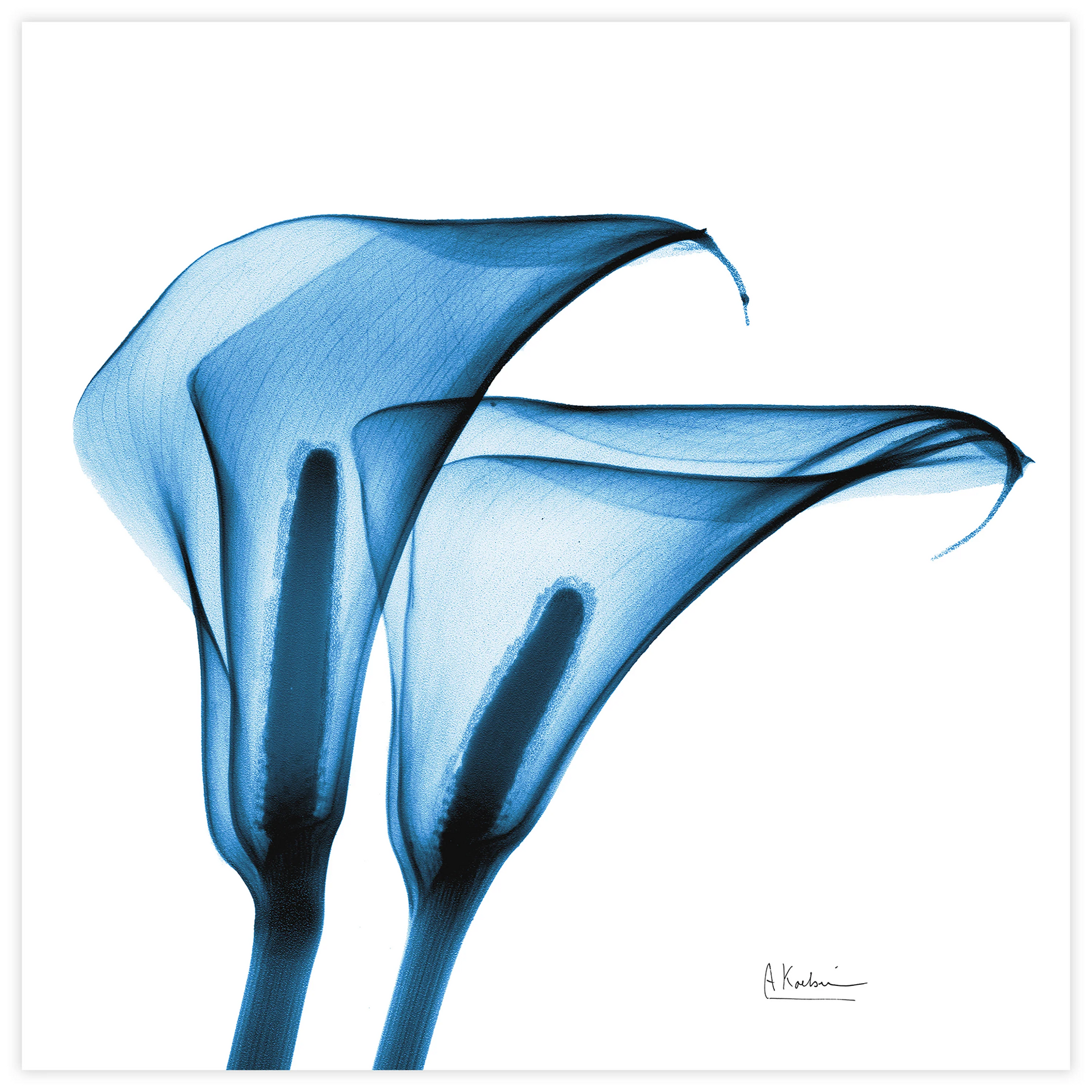 Indigo Calla Lilies - Radiographic Photography Artwork by Albert Koetsier - 24-in - Mellow Monkey