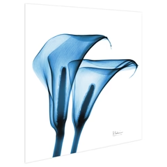 Indigo Calla Lilies - Radiographic Photography Artwork by Albert Koetsier - 24-in - Mellow Monkey