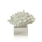 White Coral on Acrylic Base - Mellow Monkey