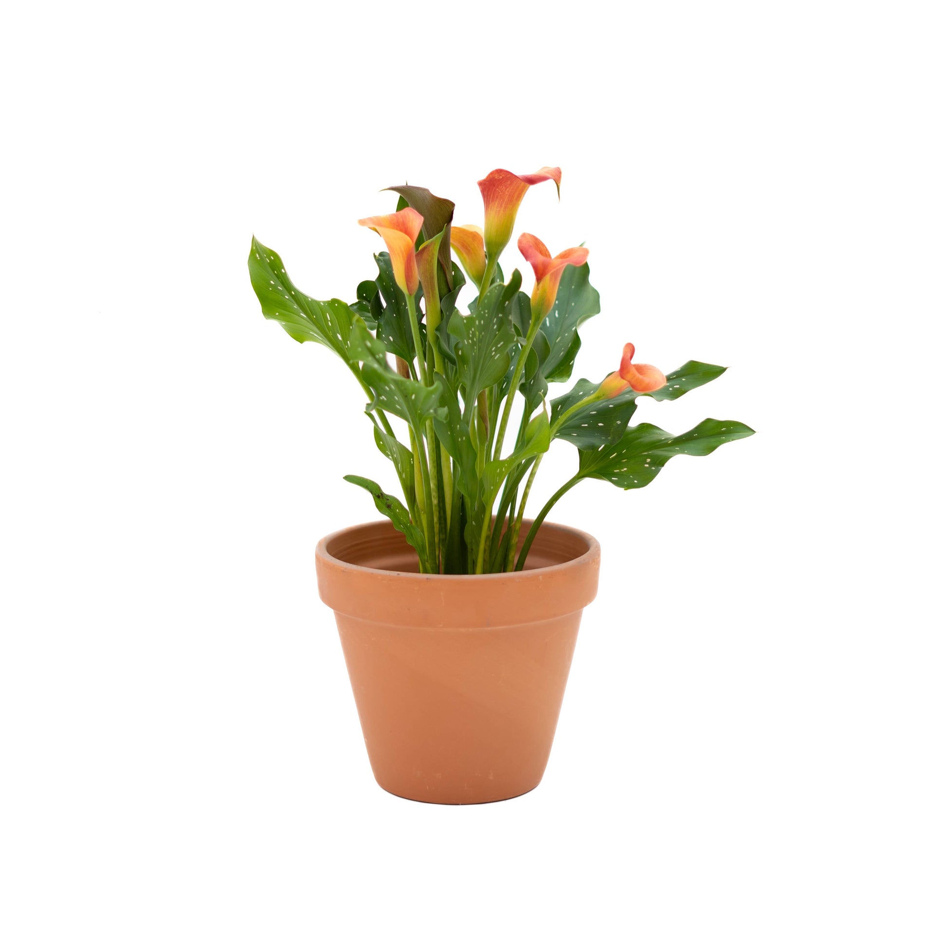 Live Calla Lily Plant - 4-1/2-in Pot (Assorted Colors) - Mellow Monkey