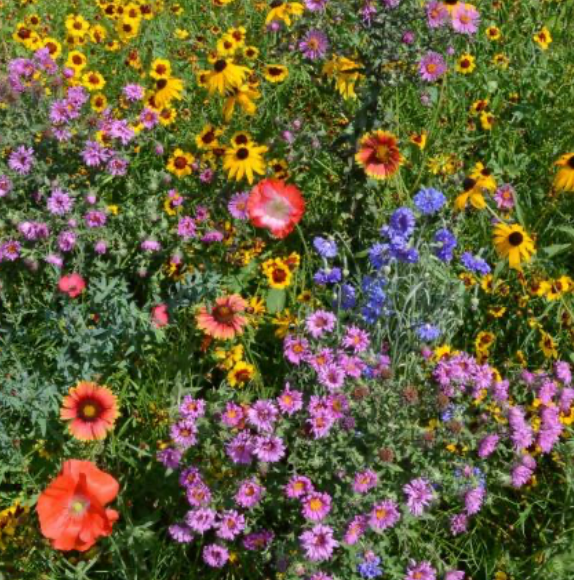 Cross Plantable Wildflowers Greeting Card - Mellow Monkey