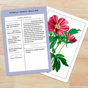 New York Botanical Garden Wildflower ID Flashcards - Mellow Monkey