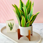 Freshcut Snake Plant Pop-Up Greeting Card - Mellow Monkey