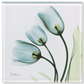Tulips L87 - X-Ray Floral Art Coaster by Albert Koetsier - Mellow Monkey