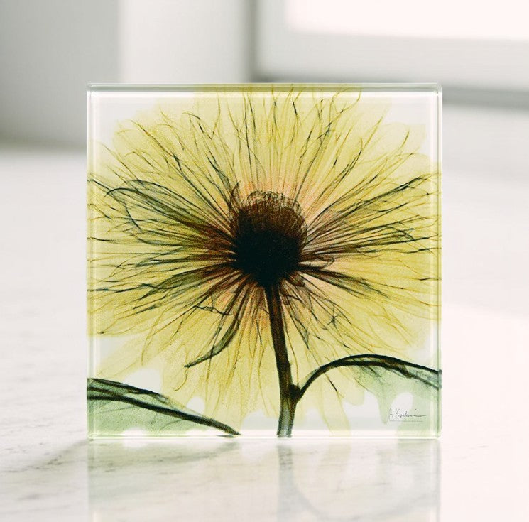 XRay Coasters Buy 4 for $35