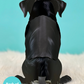 Black Lab - Freshcut Pop-Up Pet Greeting Cards - Mellow Monkey
