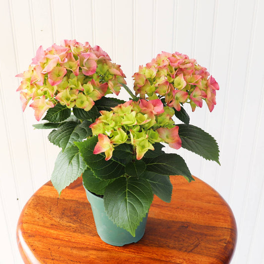 4.5" Hydrangea: Pink - Mellow Monkey