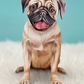 Pug - Freshcut Pop-Up Pet Greeting Cards - Mellow Monkey