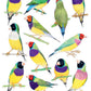 Bird Box - 100 Postcards from 10 Artists - Mellow Monkey