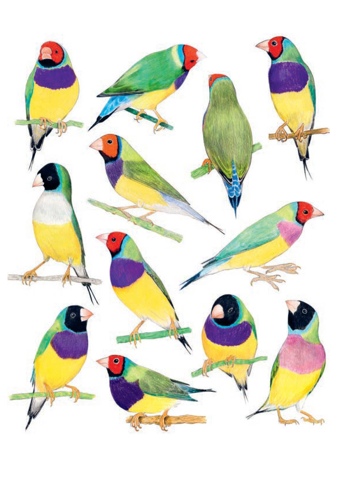 Bird Box - 100 Postcards from 10 Artists - Mellow Monkey