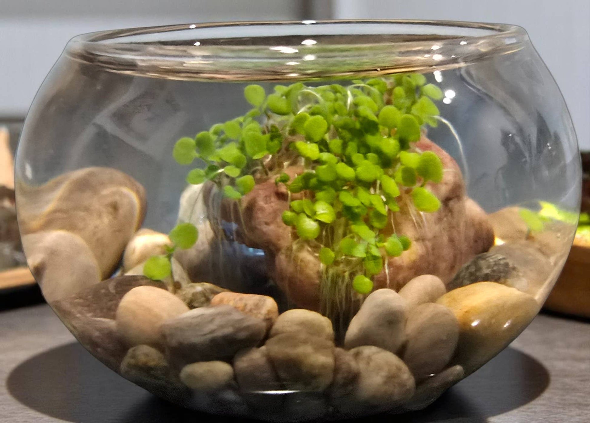 Mini WaterPlants - Mellow Monkey