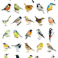 Bird Box - 100 Postcards from 10 Artists - Mellow Monkey