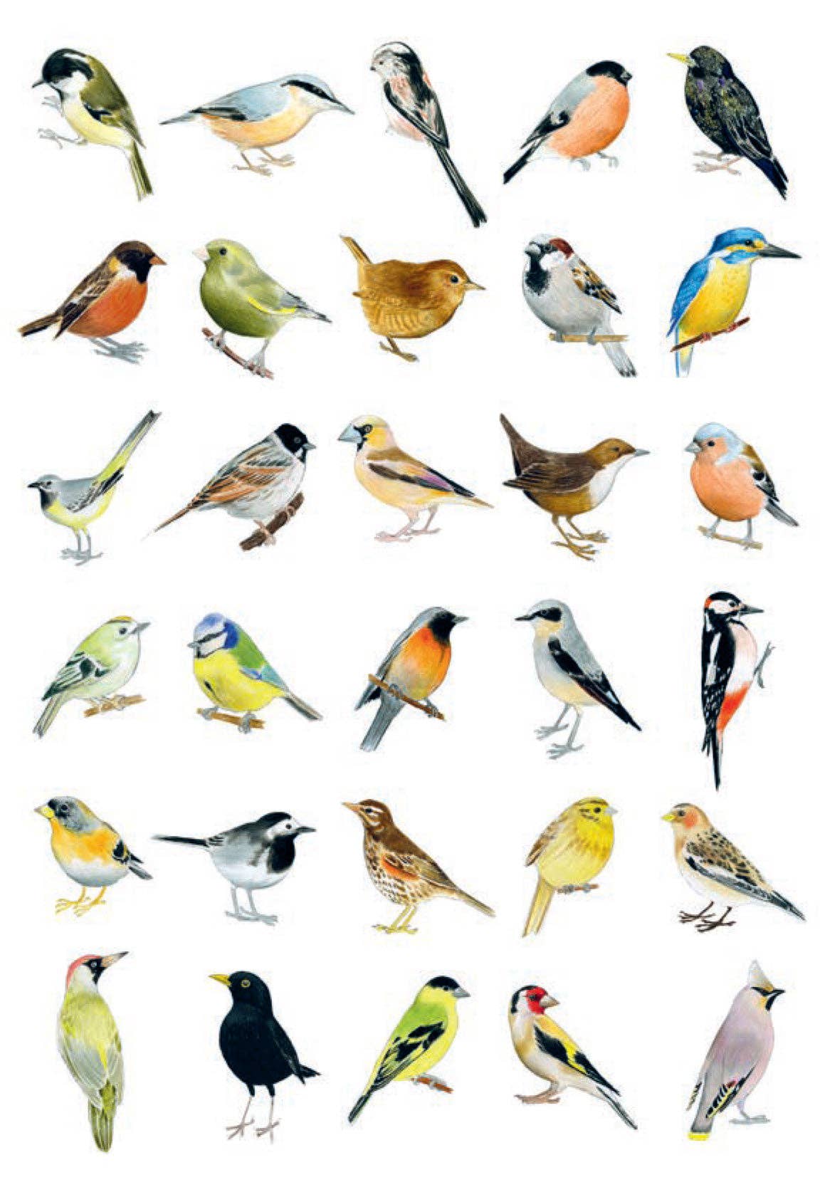 Bird Box - 100 Postcards from 10 Artists - Mellow Monkey