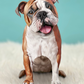English Bulldog - Freshcut Pop-Up Pet Greeting Cards - Mellow Monkey
