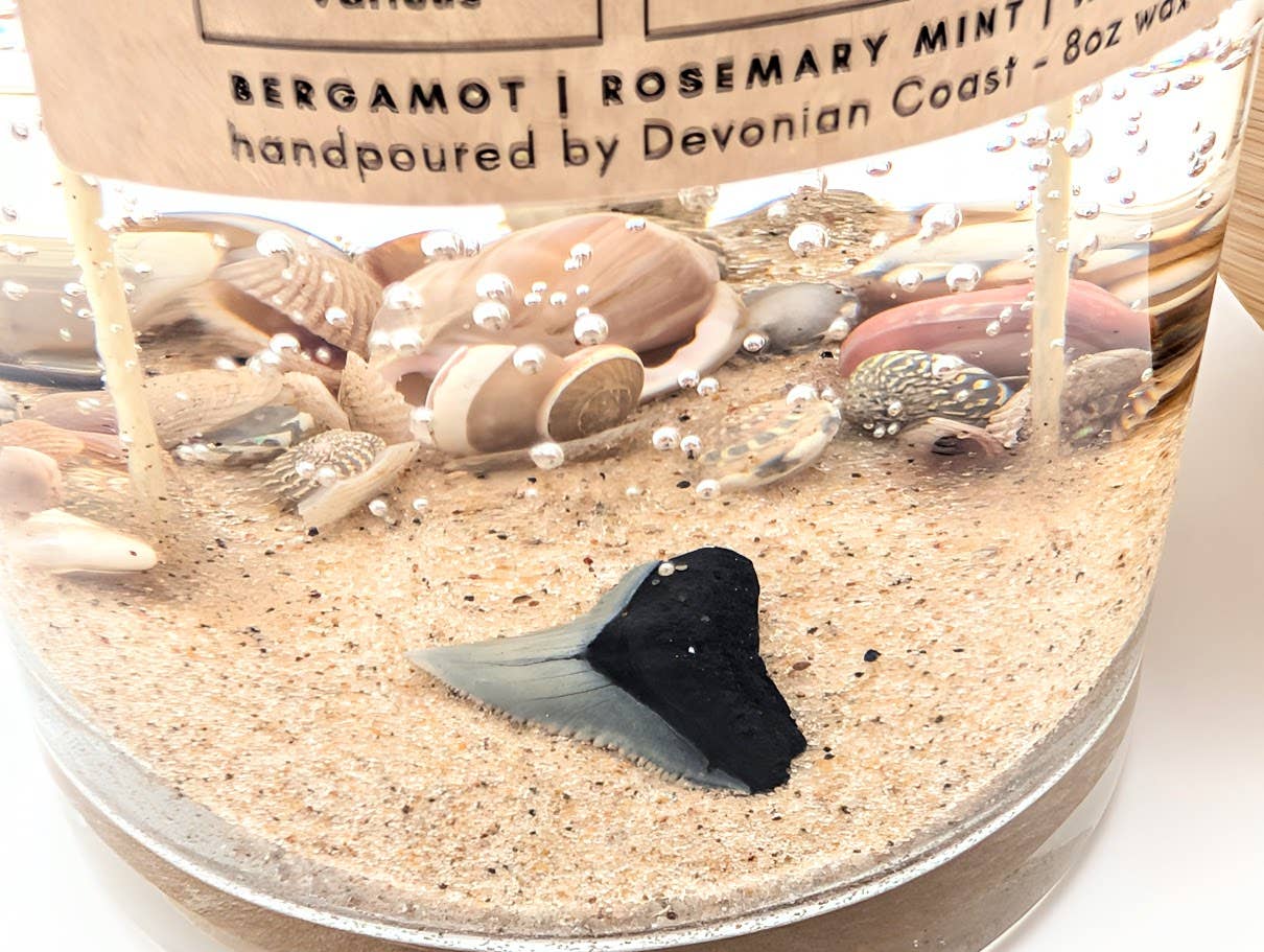 Shark Tooth Fossil Treasure - Double Wick Gel Candle - 8-oz - Mellow Monkey