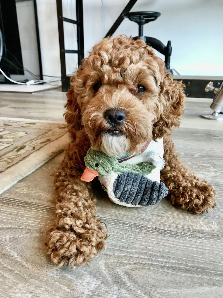 a brown curly haried dog with a duck dog toy under his chin