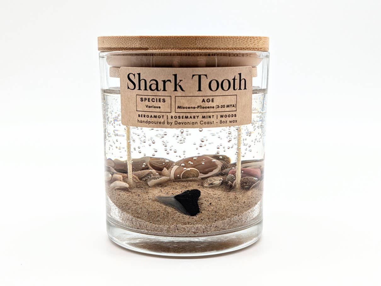 Shark Tooth Fossil Treasure - Double Wick Gel Candle - 8-oz - Mellow Monkey