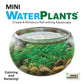 Mini WaterPlants - Mellow Monkey