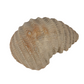 Stoneware Oyster Shell Dish - 4-in - Mellow Monkey