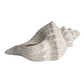 Decorative Stoneware Conch Shell - 10-1/4-in - Mellow Monkey