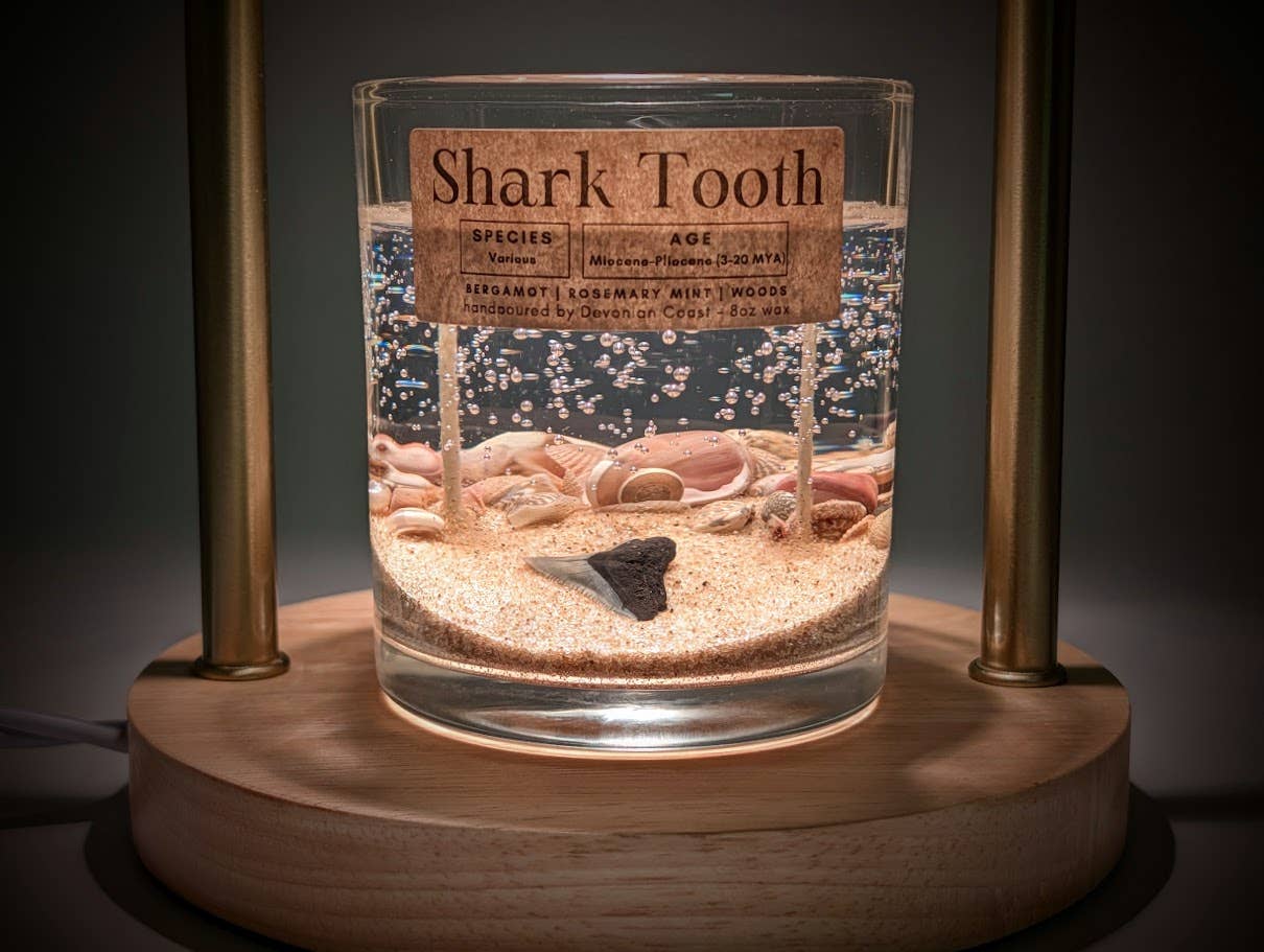 Shark Tooth Fossil Treasure - Double Wick Gel Candle - 8-oz - Mellow Monkey