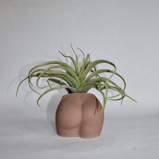 Concrete Booty Vase in Brown - 4-in - Mellow Monkey