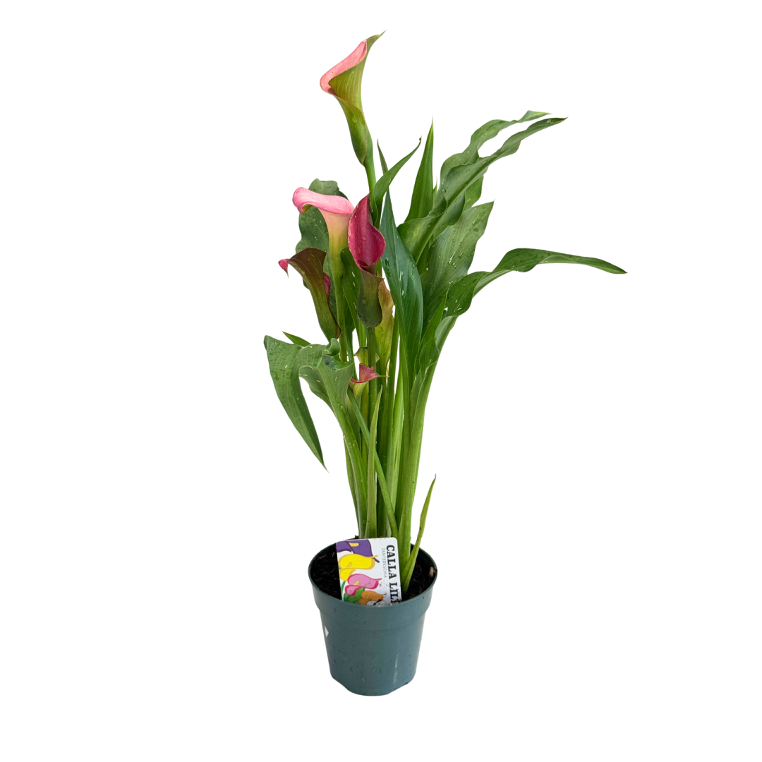 Live Calla Lily Plant - 4-1/2-in Pot (Assorted Colors) - Mellow Monkey