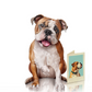 English Bulldog - Freshcut Pop-Up Pet Greeting Cards - Mellow Monkey