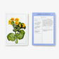 New York Botanical Garden Wildflower ID Flashcards - Mellow Monkey