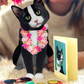 Tuxedo Cat - Freshcut Pop-Up Pet Greeting Card - Mellow Monkey