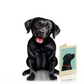 Black Lab - Freshcut Pop-Up Pet Greeting Cards - Mellow Monkey