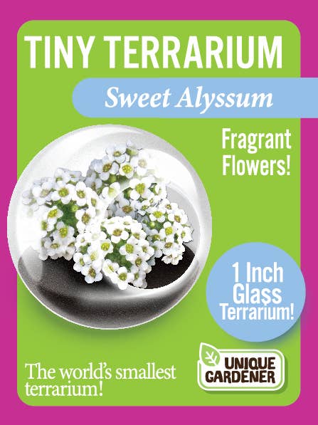 miniature flowering plants for terrariums Tiny Terrarium