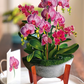 Orchid Oasis - FreshCut Paper Pop-Up Card - Mellow Monkey