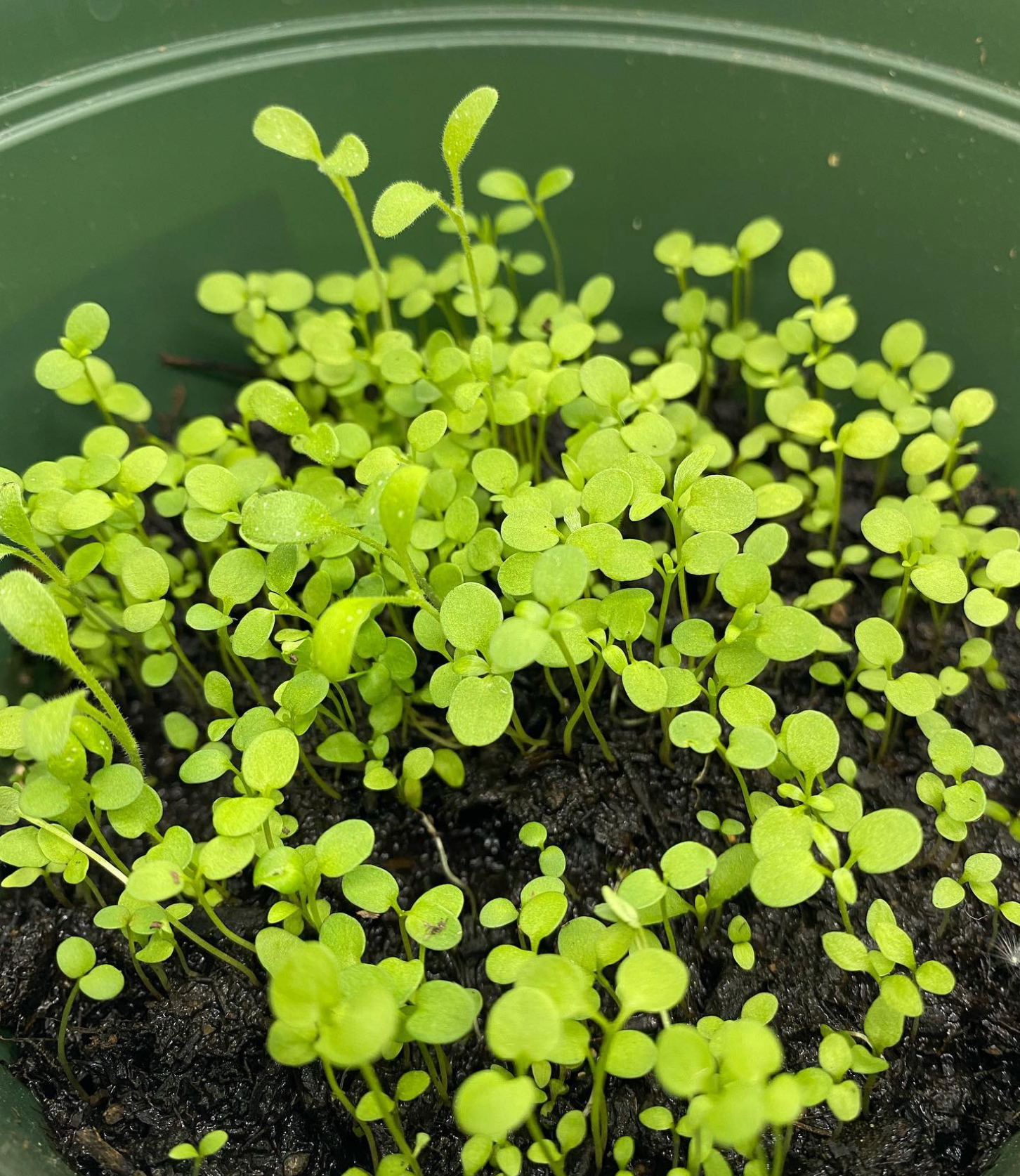 Cross Plantable Wildflowers Greeting Card - Mellow Monkey