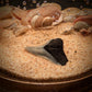 Shark Tooth Fossil Treasure - Double Wick Gel Candle - 8-oz - Mellow Monkey
