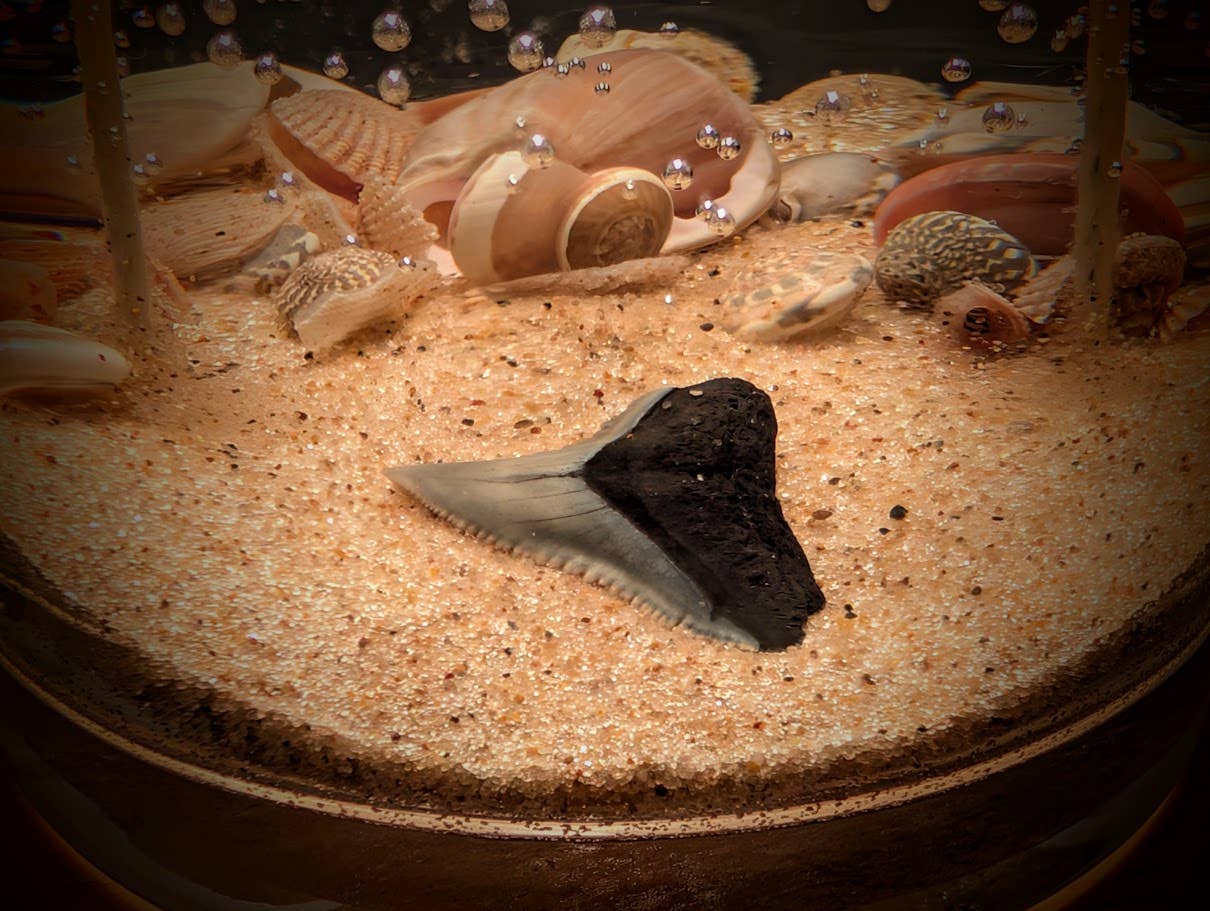 Shark Tooth Fossil Treasure - Double Wick Gel Candle - 8-oz - Mellow Monkey