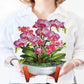 Orchid Oasis