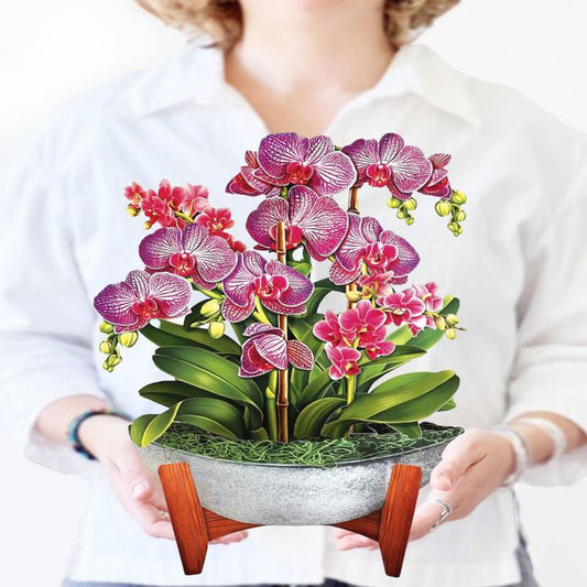 Orchid Oasis