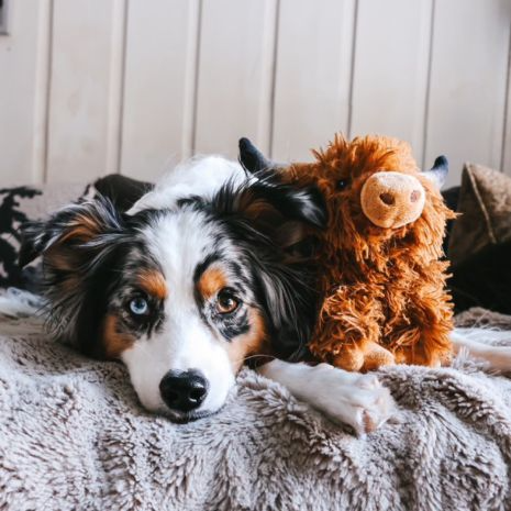 Plush Highland Cow with Squeaker Dog Toy - Mellow Monkey