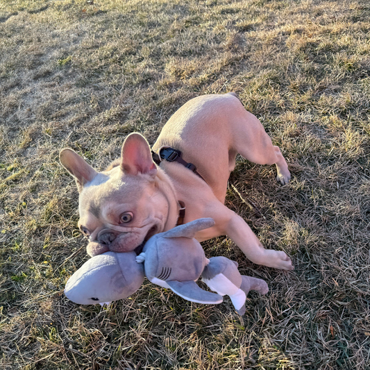 Jointed Shark Shake Play Dog Toy - Mellow Monkey