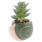 SHAPED SUCCULENT POT  SNAIL (F25)