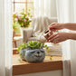 Mellow Monkey blue sleeping cat planter with succulents, handcrafted poly-resin, perfect for small plants.