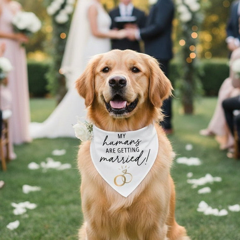 Mellow Monkey white pet bandana with black "My Humans Are Getting Married" text and gold rings.