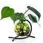 Mellow Monkey Casablanca lime green recycled glass mini vase suspended in a black metal stand with a green plant.